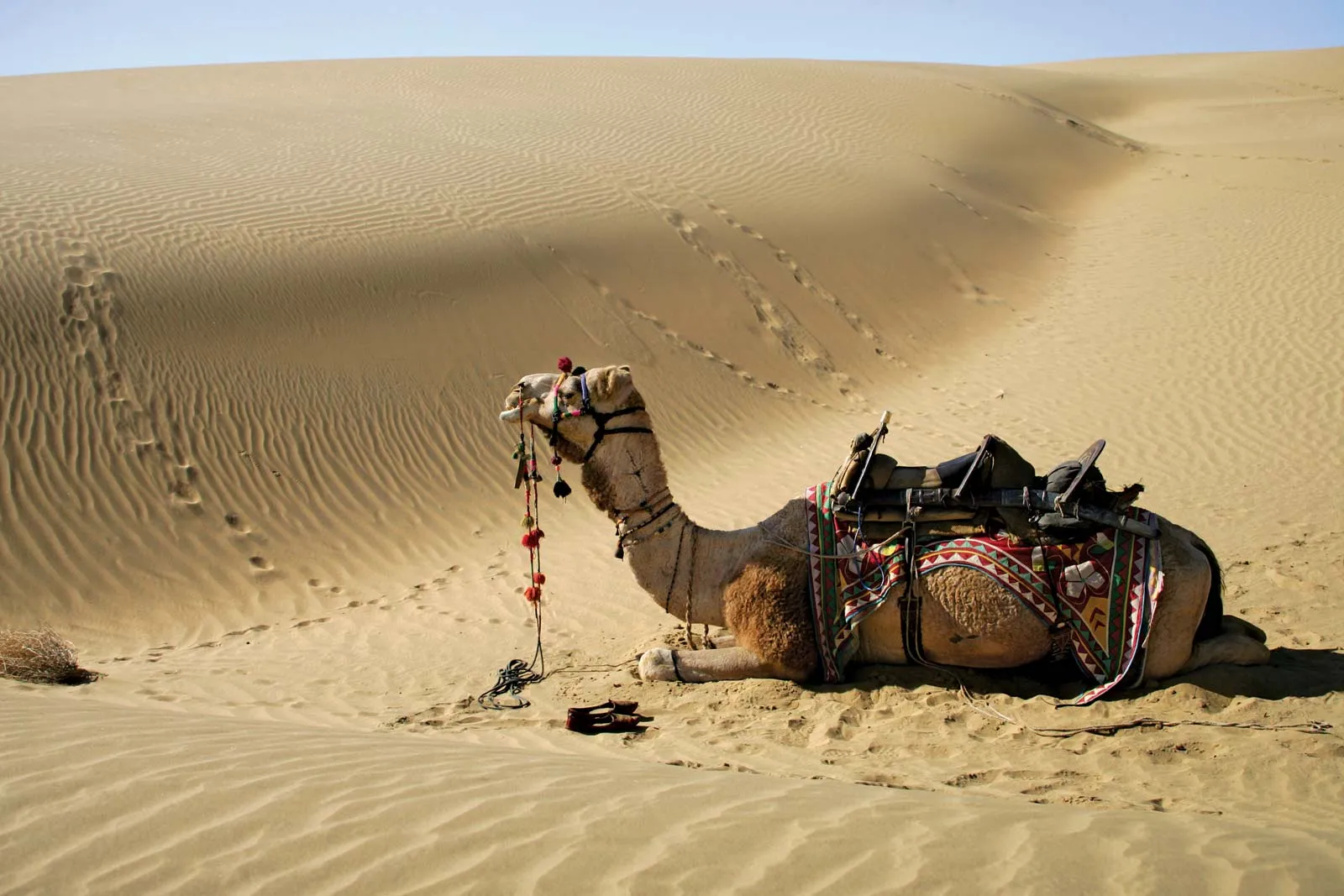 Camel transportation Thar Desert India Rajasthan